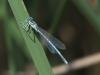 Platycnemis pennipes